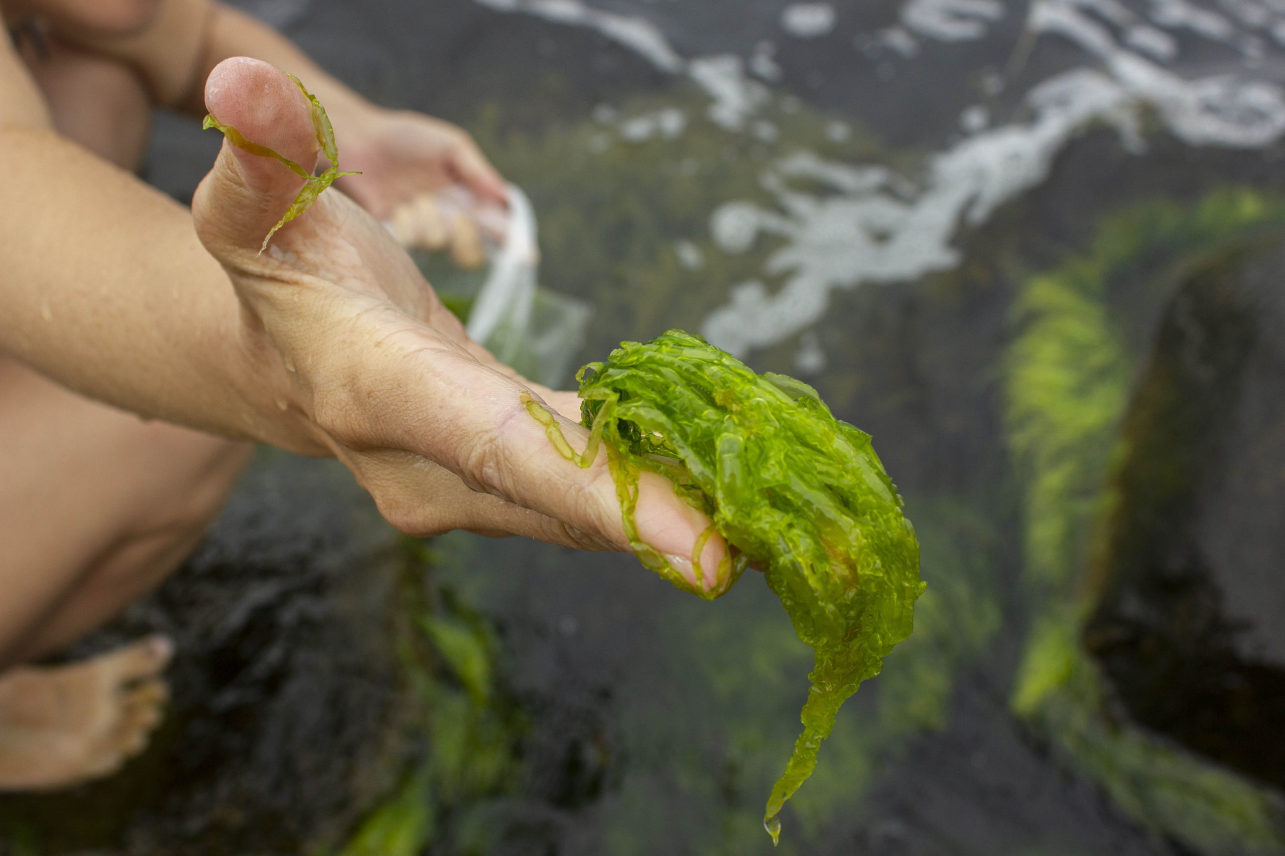 A Great Seaweed Day Ingela Ihrman